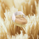 VOYA Exfoliating Body Brush