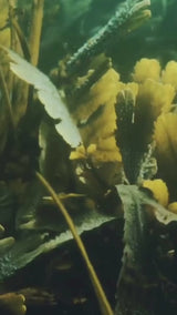 VOYA - Lazy Days ENTGIFTENDES ALGENBAD